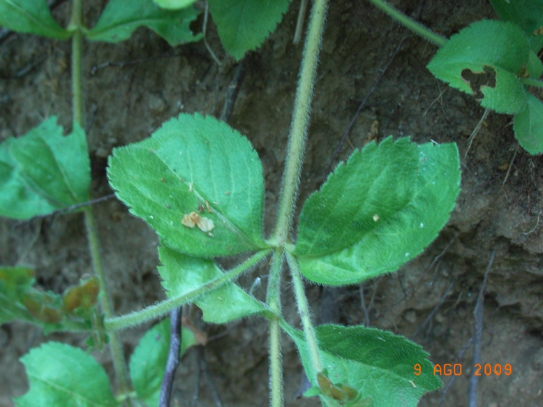 Nella faggeta - Veronica officinalis